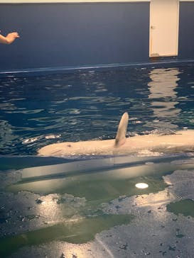 島根県立 しまね海洋館に投稿された画像（2023/8/14）