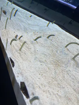 すみだ水族館に投稿された画像（2023/8/14）