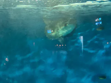 仙台うみの杜水族館に投稿された画像（2023/8/14）