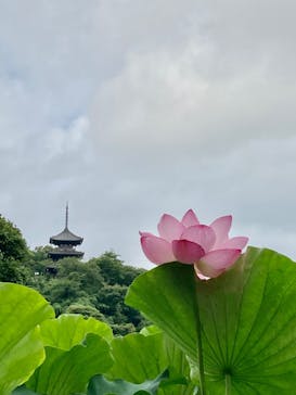 三溪園に投稿された画像（2023/8/14）