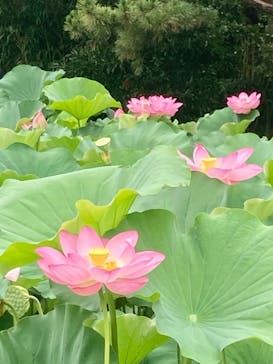 三溪園に投稿された画像（2023/8/14）