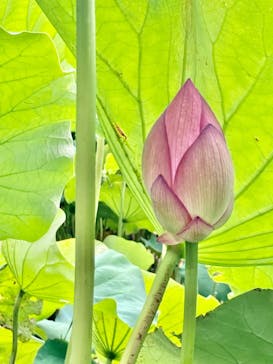 三溪園に投稿された画像（2023/8/14）