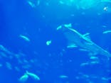 アクアワールド茨城県大洗水族館に投稿された画像（2023/8/14）