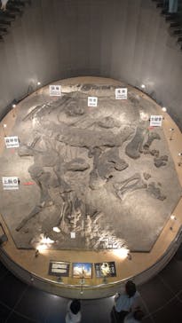 福井県立恐竜博物館に投稿された画像（2023/8/14）