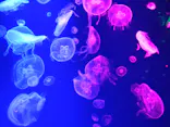 名古屋港水族館に投稿された画像（2023/8/14）