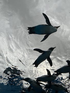 サンシャイン水族館に投稿された画像（2023/8/14）