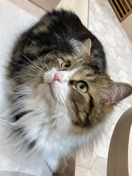 猫カフェモカ　イオンモール東久留米店に投稿された画像（2023/8/14）