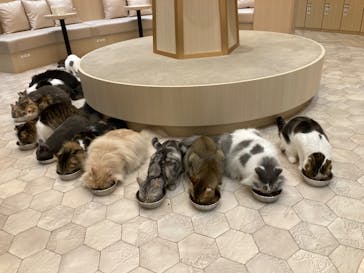 猫カフェモカ　イオンモール東久留米店に投稿された画像（2023/8/14）