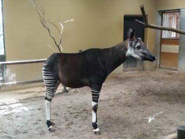 よこはま動物園ズーラシアに投稿された画像（2023/8/14）