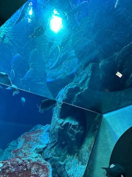 大分マリーンパレス水族館 「うみたまご」に投稿された画像（2023/8/14）