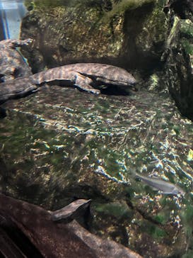 京都水族館に投稿された画像（2023/8/14）