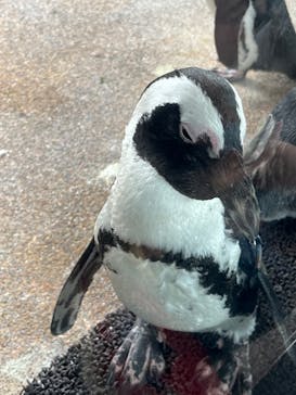 京都水族館に投稿された画像（2023/8/14）
