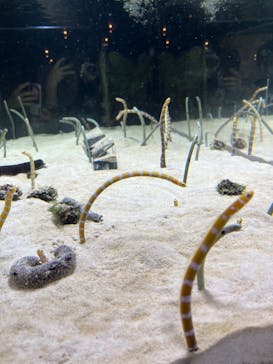 京都水族館に投稿された画像（2023/8/14）