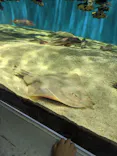 仙台うみの杜水族館に投稿された画像（2023/8/14）