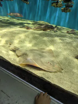 仙台うみの杜水族館に投稿された画像（2023/8/14）