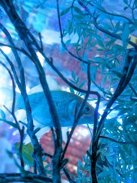 NARA KINGYO MUSEUMに投稿された画像（2023/8/14）