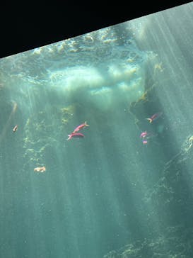 環境水族館アクアマリンふくしまに投稿された画像（2023/8/14）