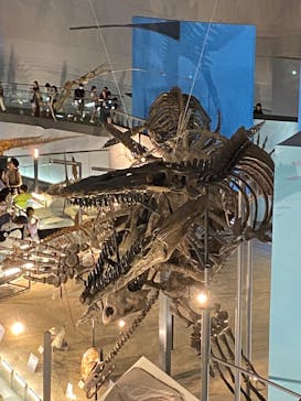 福井県立恐竜博物館に投稿された画像（2023/8/14）