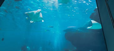 名古屋港水族館に投稿された画像（2023/8/14）