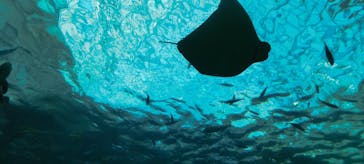 名古屋港水族館に投稿された画像（2023/8/14）