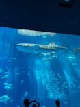 沖縄美ら海水族館に投稿された画像（2023/8/14）