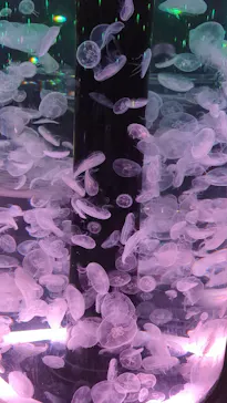 マクセル アクアパーク品川に投稿された画像（2023/8/14）