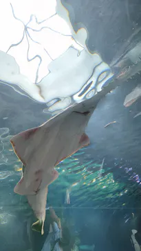 マクセル アクアパーク品川に投稿された画像（2023/8/14）