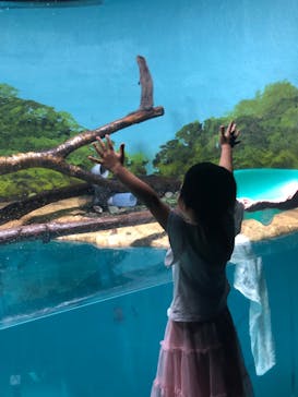 サケのふるさと 千歳水族館に投稿された画像（2023/8/14）