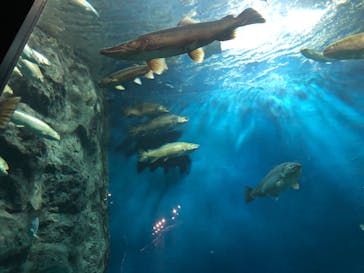 サケのふるさと 千歳水族館に投稿された画像（2023/8/14）