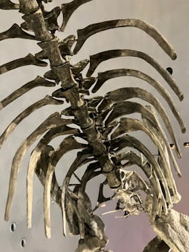 福井県立恐竜博物館に投稿された画像（2023/8/14）