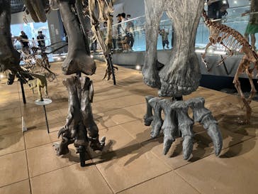 福井県立恐竜博物館に投稿された画像（2023/8/14）