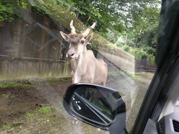 那須サファリパークに投稿された画像（2023/8/14）