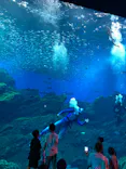 仙台うみの杜水族館に投稿された画像（2023/8/14）
