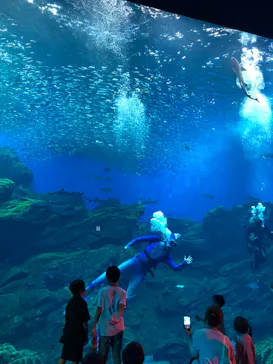 仙台うみの杜水族館に投稿された画像（2023/8/14）