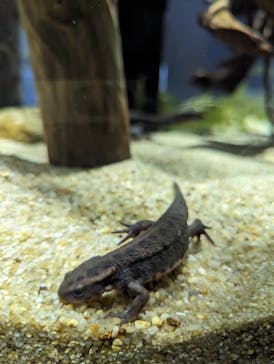 カワスイ 川崎⽔族館に投稿された画像（2023/8/14）