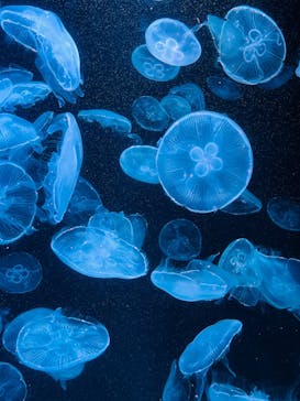 AOAO SAPPOROに投稿された画像（2023/8/14）