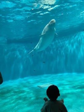 島根県立 しまね海洋館に投稿された画像（2023/8/14）
