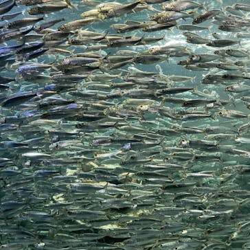 サンシャイン水族館に投稿された画像（2023/8/14）