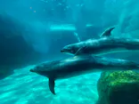名古屋港水族館に投稿された画像（2023/8/14）