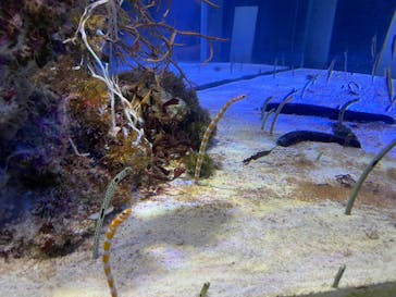 名古屋港水族館に投稿された画像（2023/8/14）