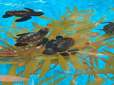 名古屋港水族館に投稿された画像（2023/8/14）