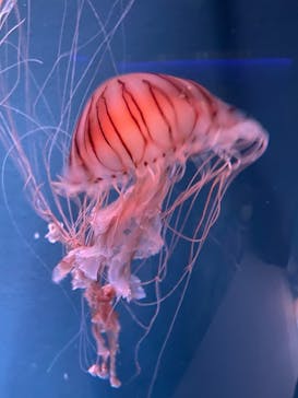 京都水族館に投稿された画像（2023/8/14）