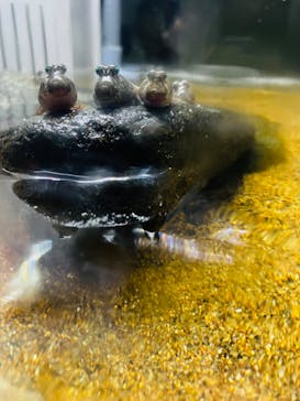 AOAO SAPPOROに投稿された画像（2023/8/14）