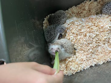 いきもの探検隊上尾に投稿された画像（2023/8/14）