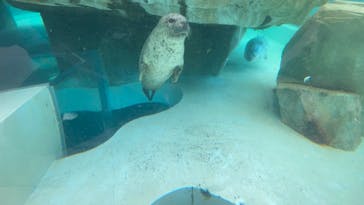 城崎マリンワールドに投稿された画像（2023/8/14）