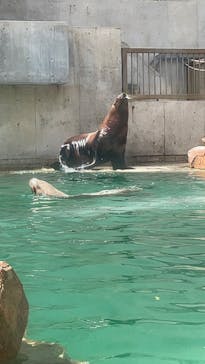 城崎マリンワールドに投稿された画像（2023/8/14）