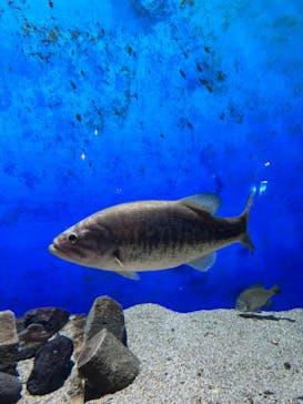 サンシャイン水族館に投稿された画像（2023/8/14）