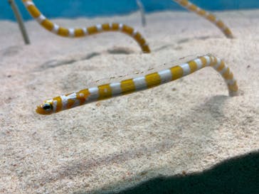 大分マリーンパレス水族館 「うみたまご」に投稿された画像（2023/8/14）