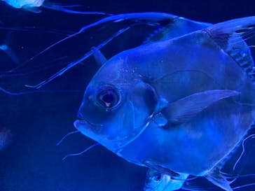 大分マリーンパレス水族館 「うみたまご」に投稿された画像（2023/8/14）