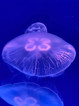 大分マリーンパレス水族館 「うみたまご」に投稿された画像（2023/8/14）